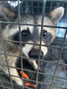 Animal Removal Richmond
